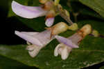 Hog Peanut